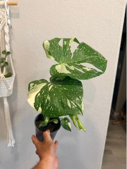 Monstera variegated