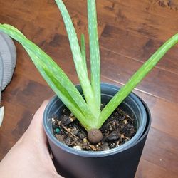 Aloe Vera 4 Inch Pot
