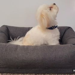 BARKBox Small Dog Bed 