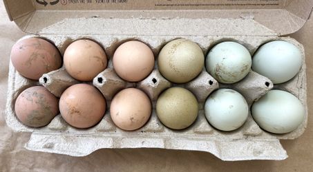 Farm Fresh Organic-fed Chicken Eggs