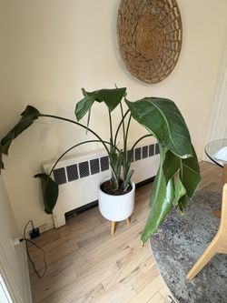 Healthy Birds Of Paradise Plant