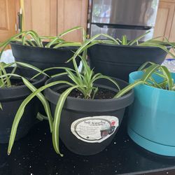 Free Spider Plants