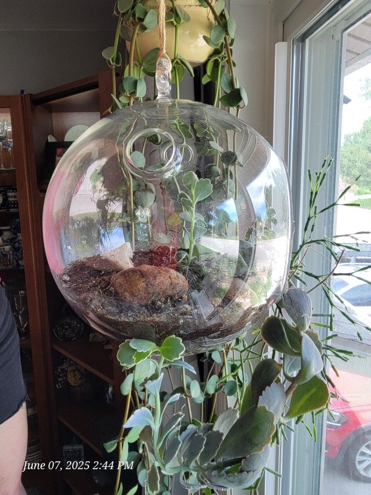 Two Hanging Glass Terrariums With Succulents