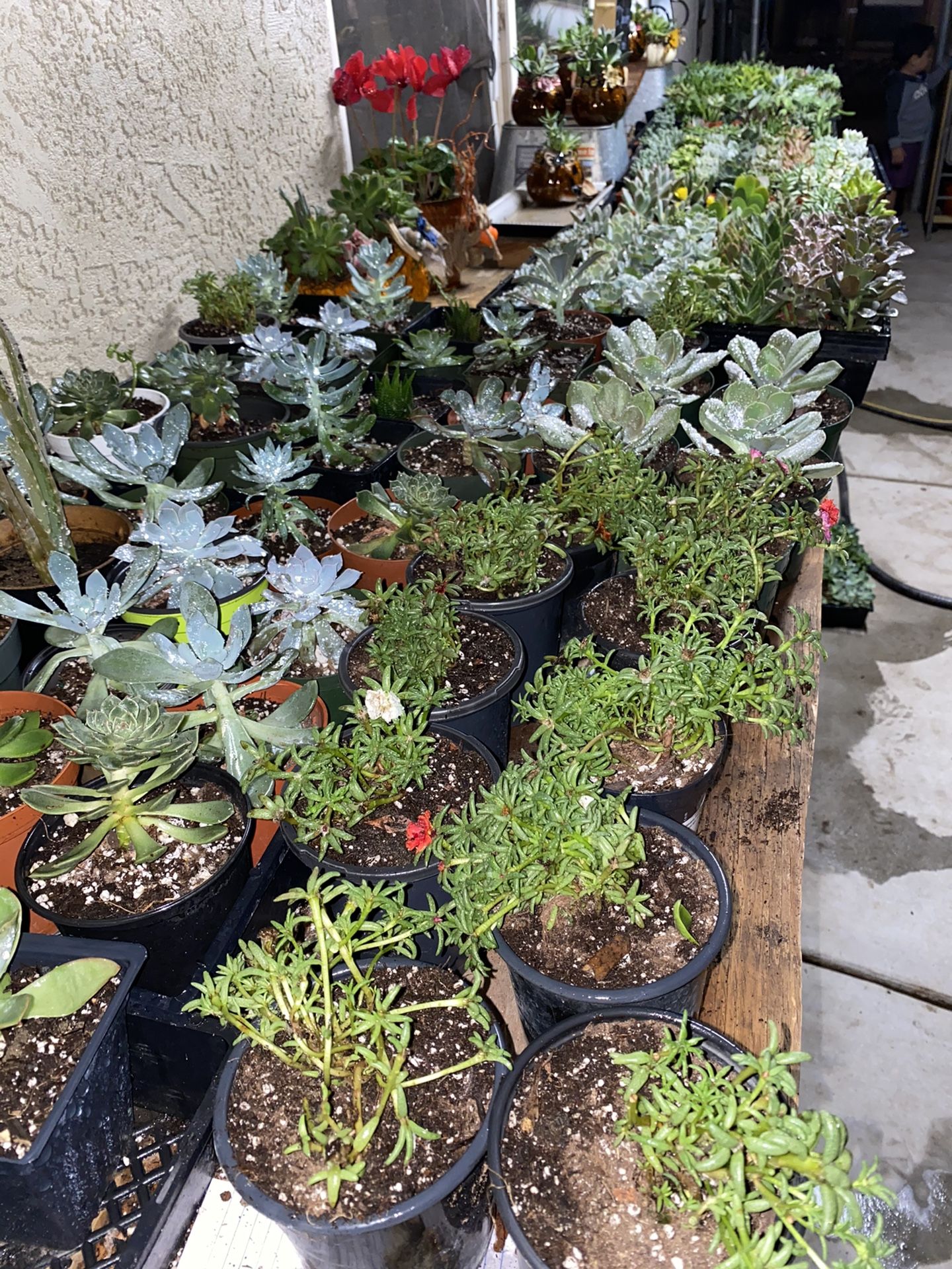 Beautiful succulents 2 dls and up