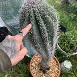 Pachycereus Pringeli For Sale 5ft