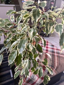 Small ficus tree