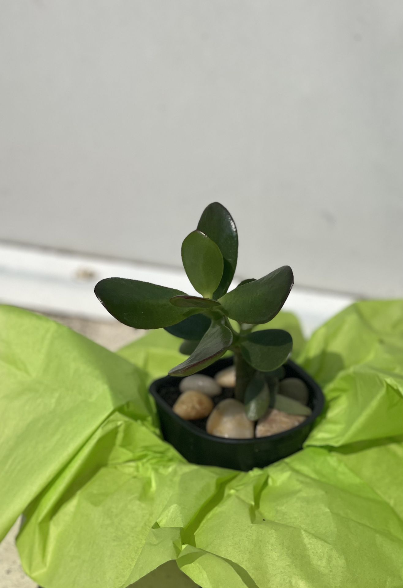 Jade Plant & Plumeria Plants