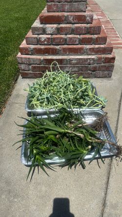 FREE clipping Succulent’s