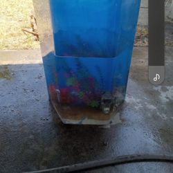 Fish Tank