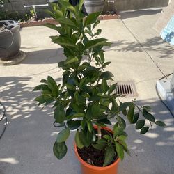 Washington Navel Orange tree in 5 gallons pot . Pick up El Monte. Cash only.
