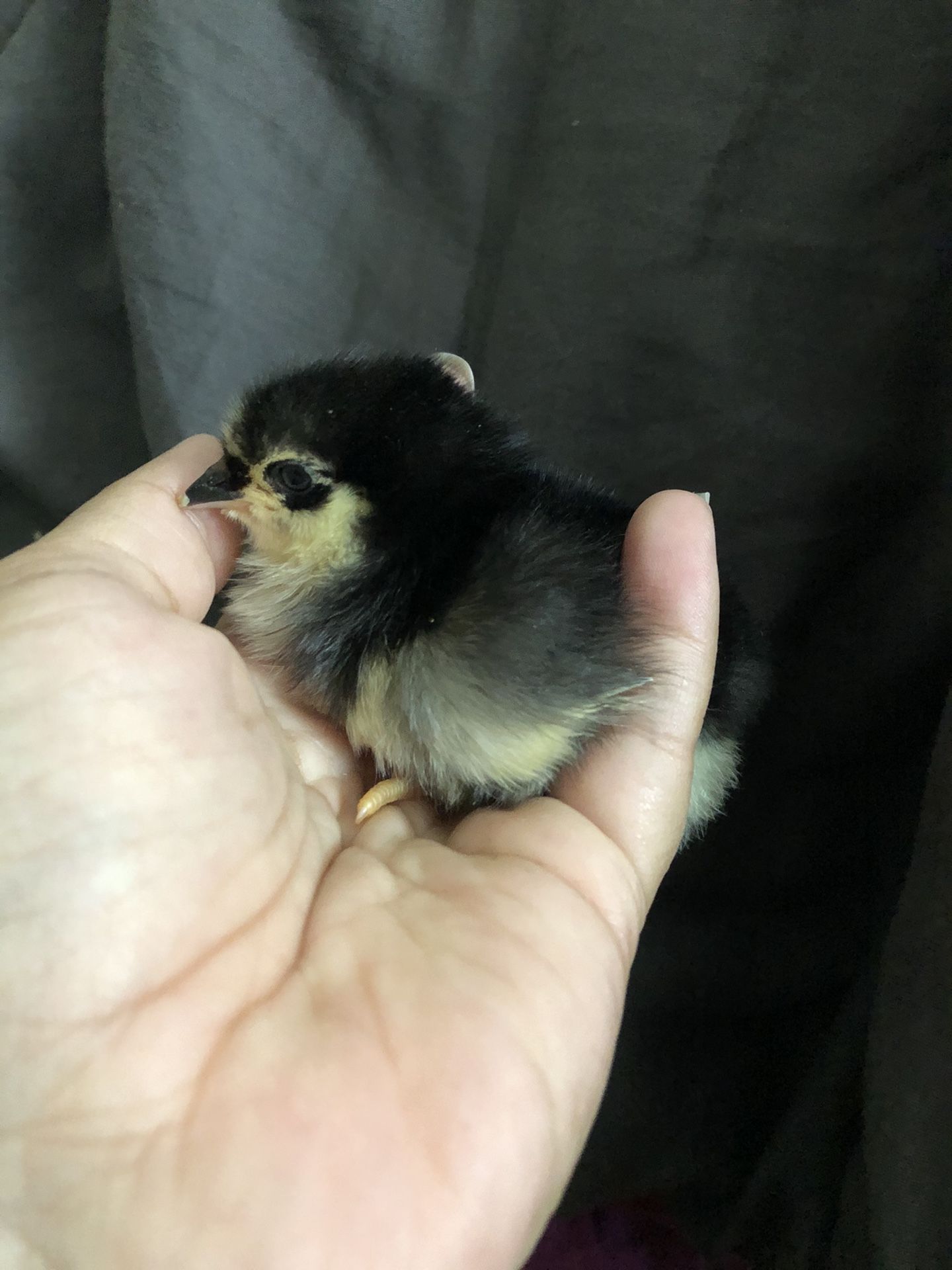 Baby chicks for Sale in Fallbrook, CA OfferUp