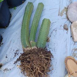 Rooted San Pedro No Pot