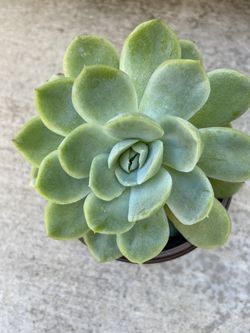 Echeveria Elegans