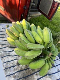 Banana Burro (la Caja)