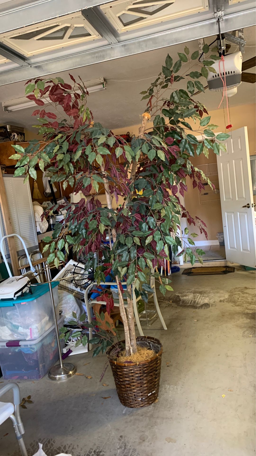 Ficus Tree