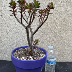 Jade Plant