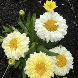 real dream daisy