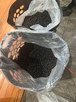 Aronia/choke berries