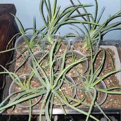 Aloe Plants