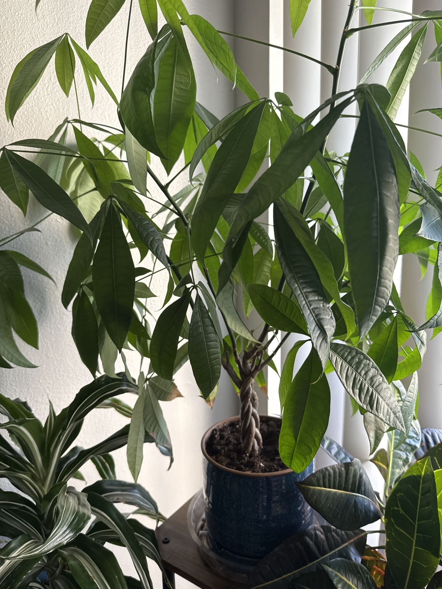  Plants 
