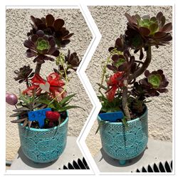 Many Mother’s Day Succulents 