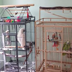 Bird Cage