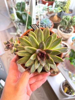 Echeveria ‘Dark Cuisine’
