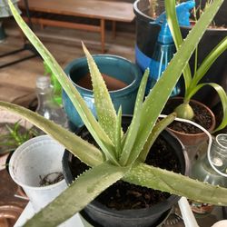 Aloe Vera Barbadensis