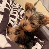 Benji 