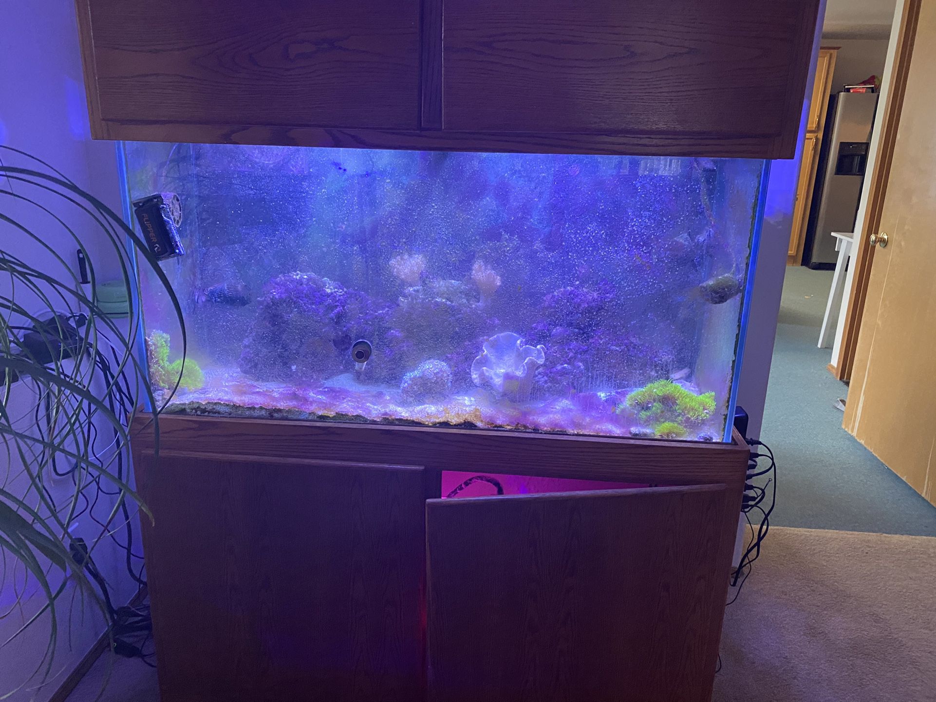 100 gallon tank, I’ll fish and see enemies and live plants