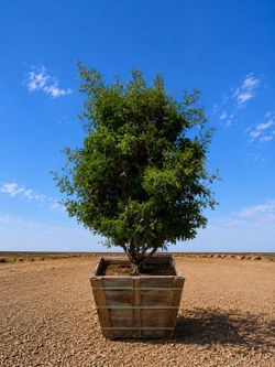 Texas Ebony Tree 48