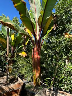Red leaf banana tree 25gal