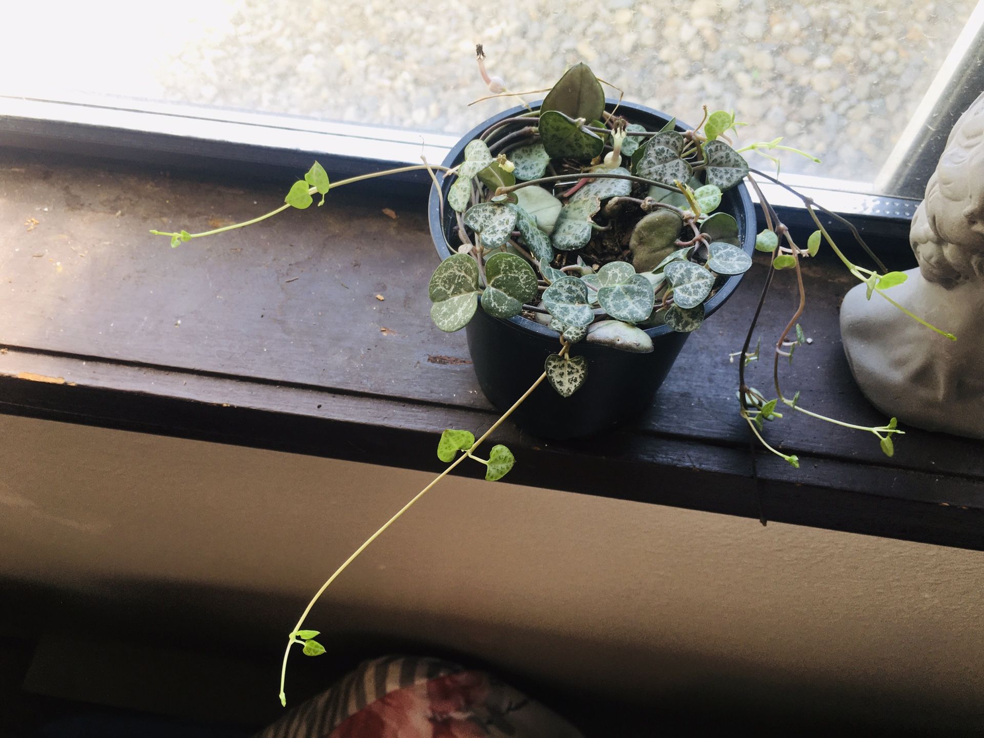 String of Hearts 