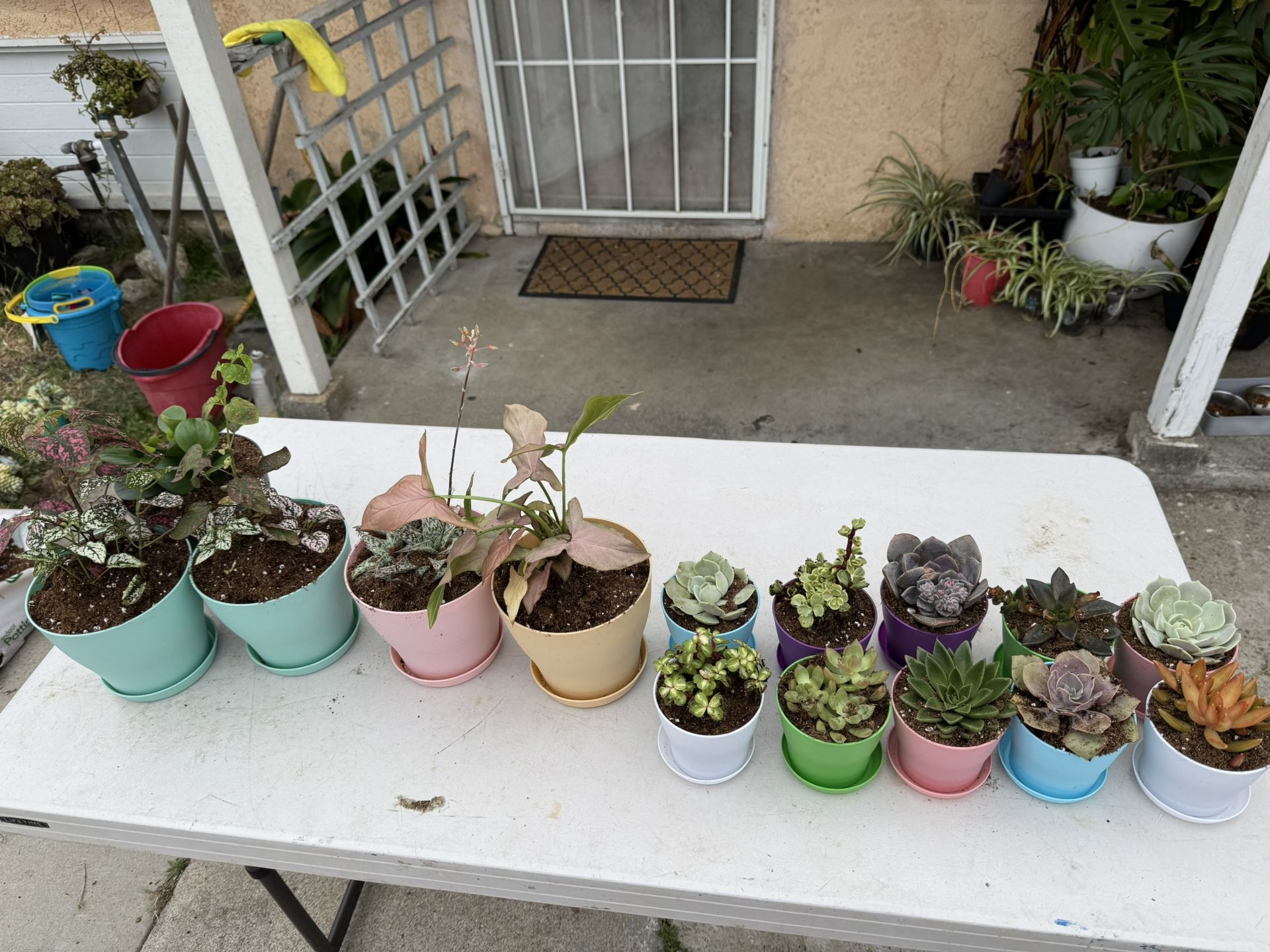 Plants For Sale