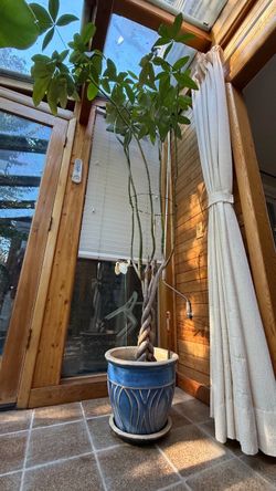 Large 93" Tall Braided Money Tree with Ceramic Planter (12.5" H x 15" D)