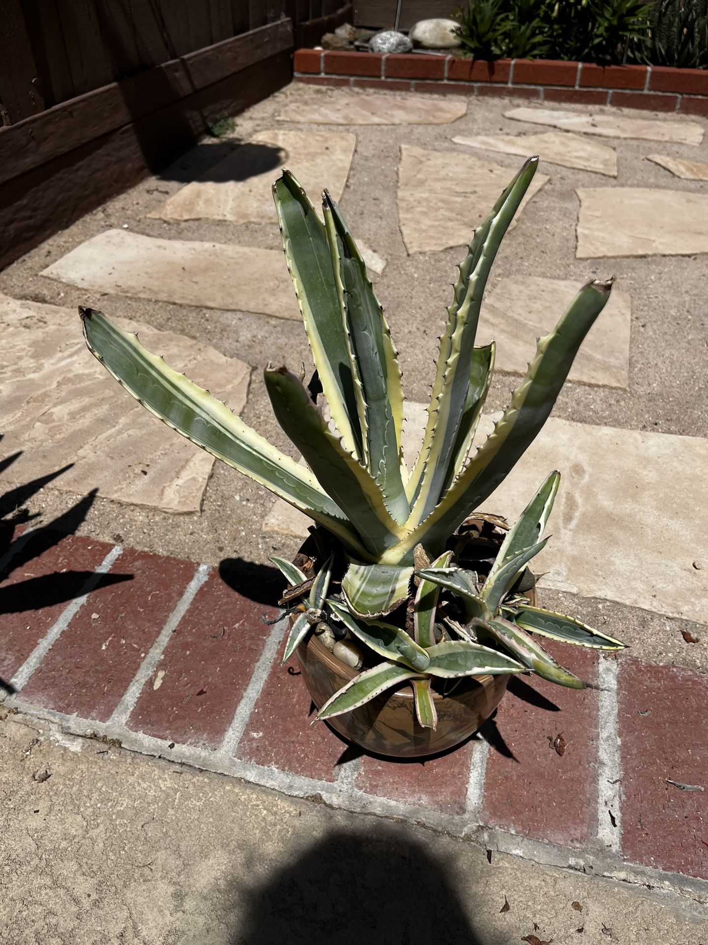 Agave Succulent w/beautiful Ceramic Pot