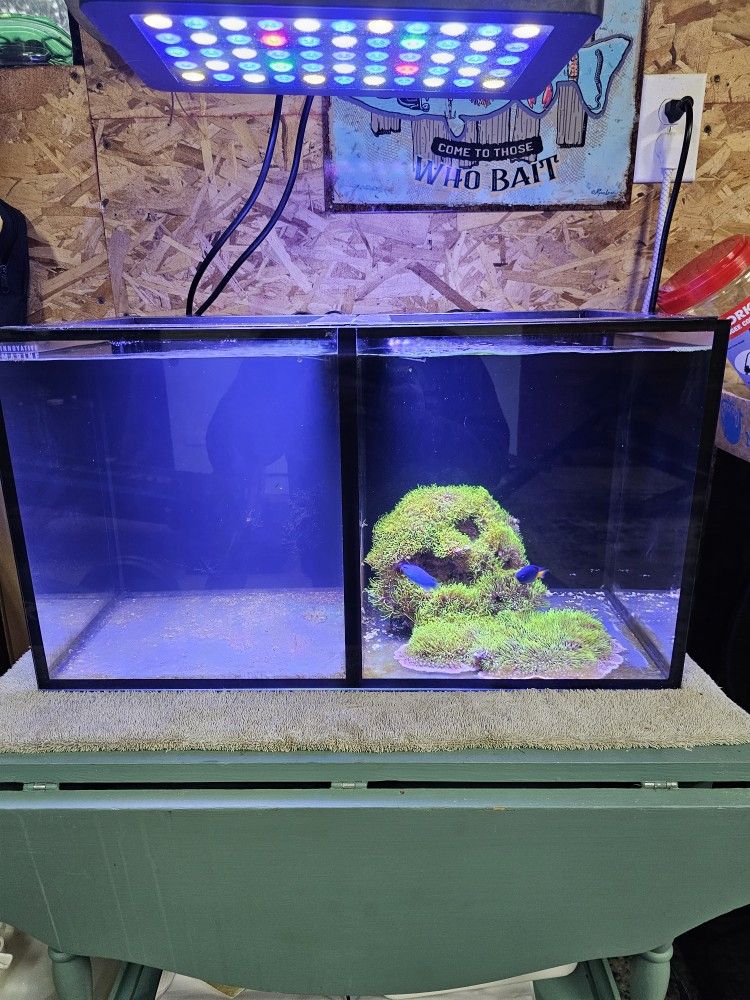 Innovative Marine Dual Aquarium