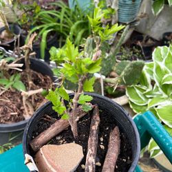 Rose Of Sharon Potted Plant 