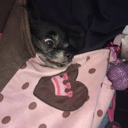 Pet Carrier  (pink & Brown OR Blue & Brown Or Solid Black)