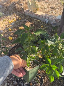 Pepper plants