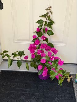 Bougainvillea plant outdoor