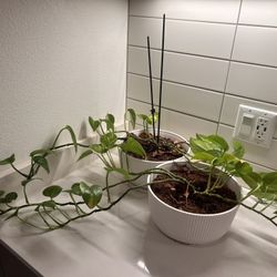 3 Plants + Organic Potting Mix! 