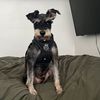 Jazmin