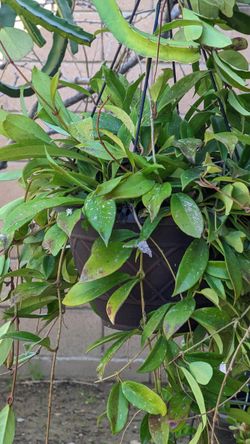 Hoya Pubicalix Splash BIG PLANT.