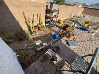 Plants (indoor/outdoor) cactus and pots