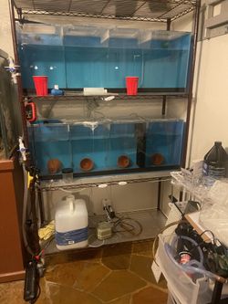 Clown Fish Breeding Tanks 2 Available