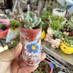 Cowboy Boot Plater With Succulent Arrangement 