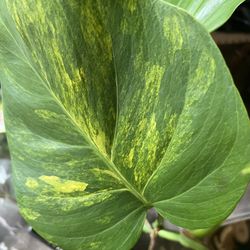 Variegated Monstera Aurea One Leaf Plant Cutting