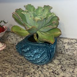 Large Blue Ceramic Blue shell With Succulent 