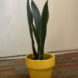 Indoor Mother-in-Law Or Snake Plant